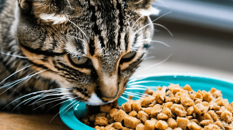 cat eating food