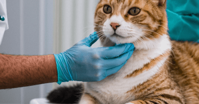 cat medic care