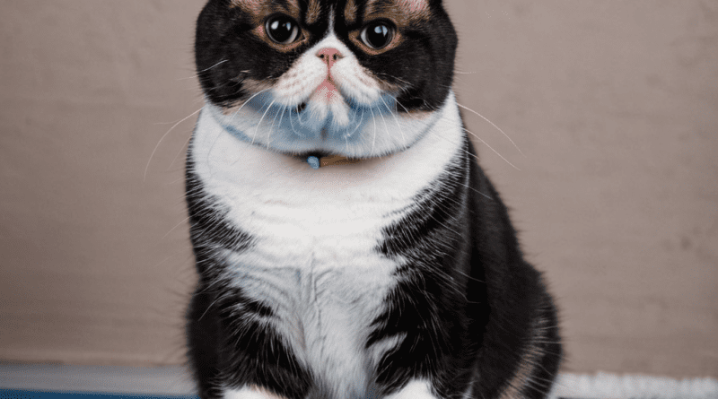 Exotic Shorthair cat